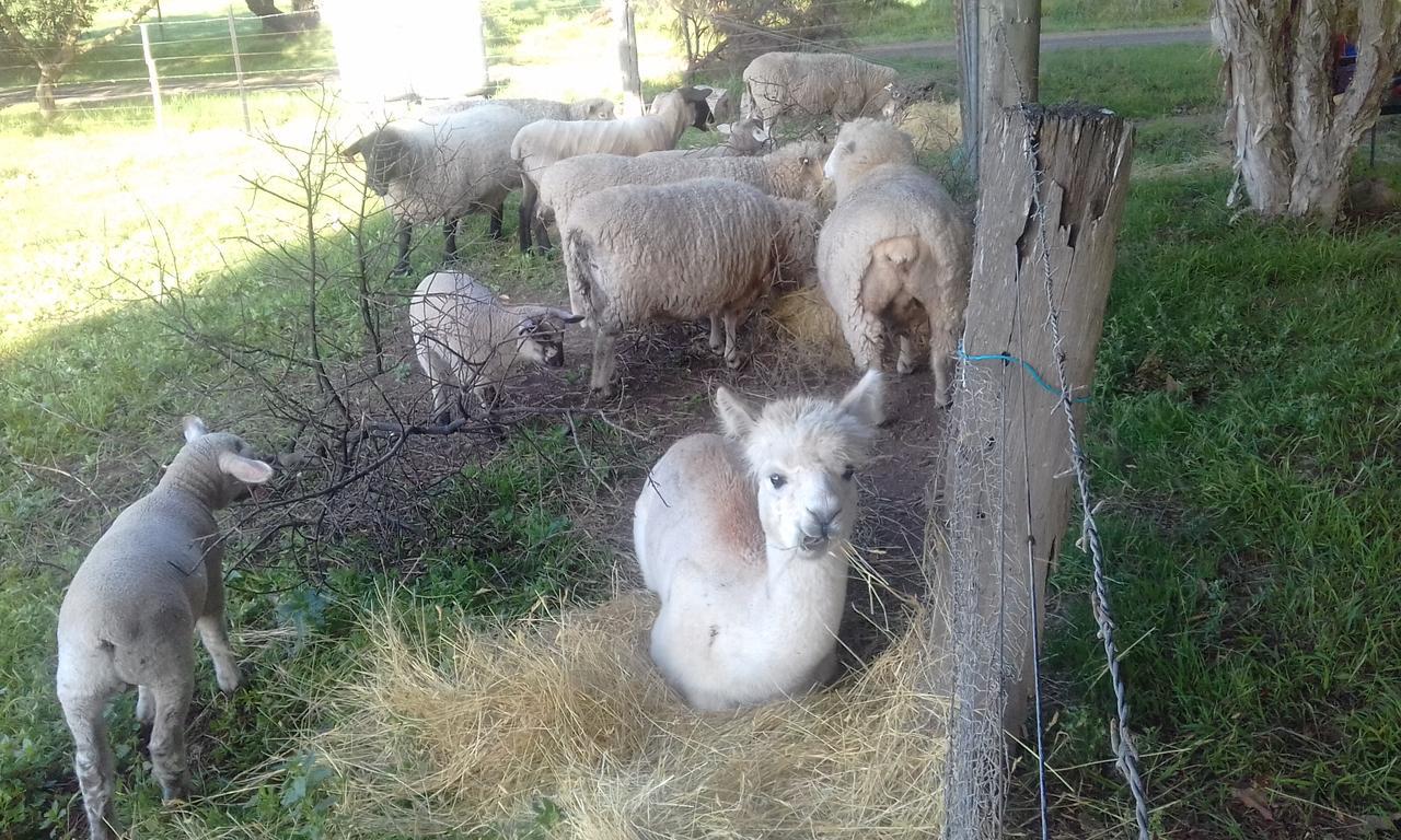 Ventnor Ripples N Tonic Farmstay מראה חיצוני תמונה