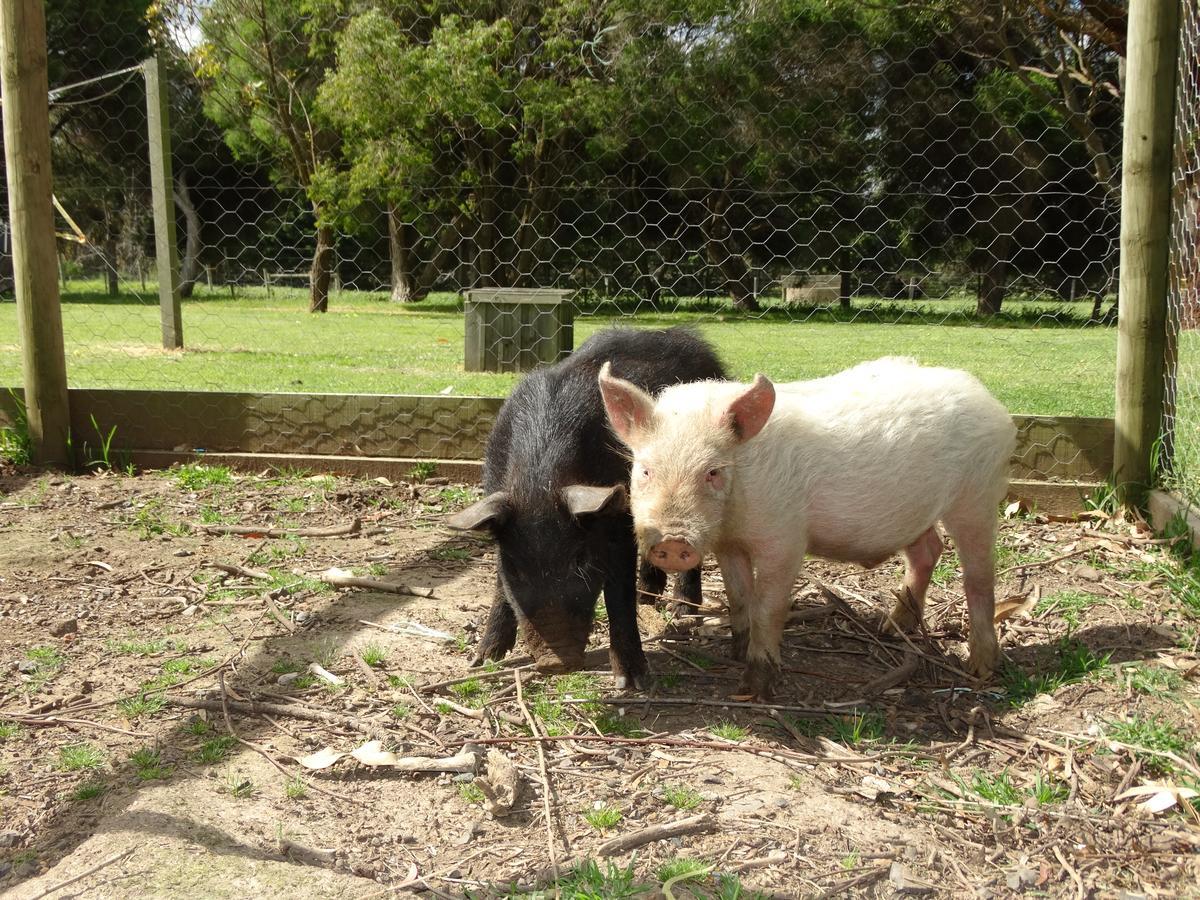 Ventnor Ripples N Tonic Farmstay מראה חיצוני תמונה