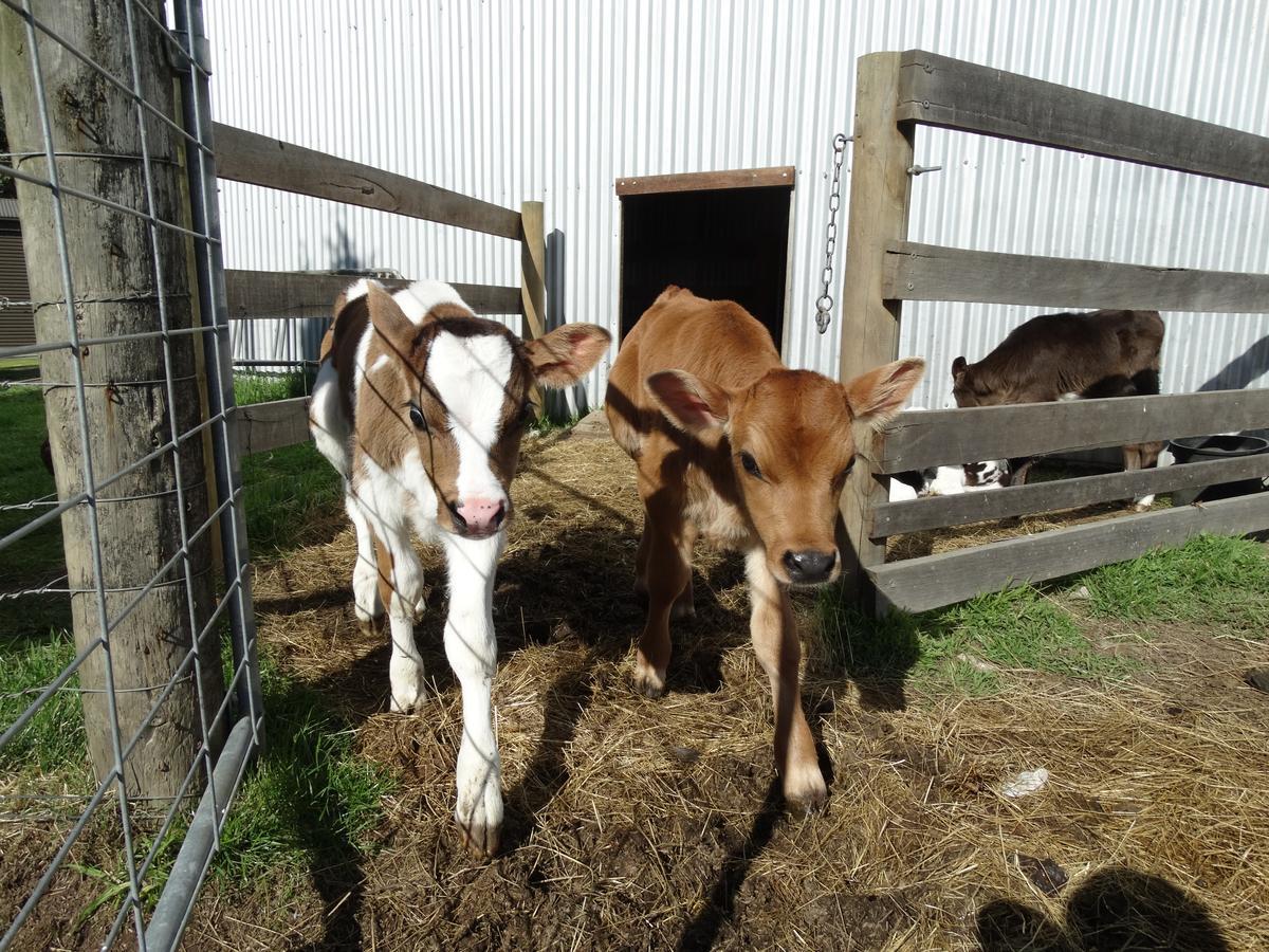 Ventnor Ripples N Tonic Farmstay מראה חיצוני תמונה