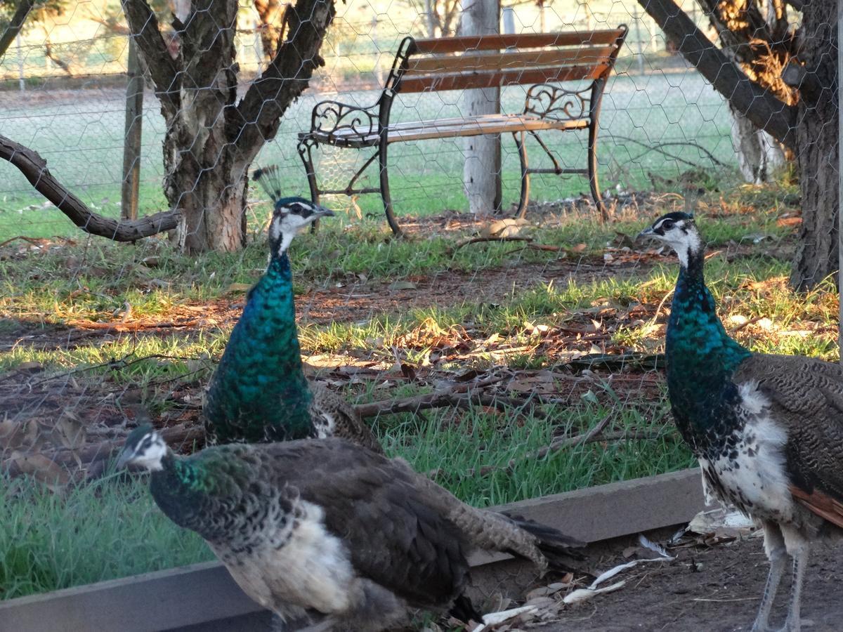 Ventnor Ripples N Tonic Farmstay מראה חיצוני תמונה